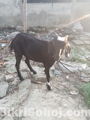 খাসি